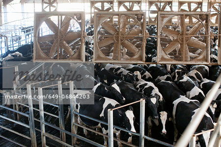 Cattle in shed on dairy farm