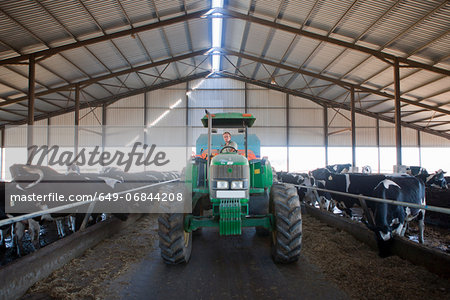 Worker driving tractor in cattle shed