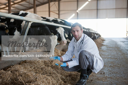 Vet on a dairy farm