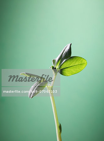 Close up of young broad bean plant