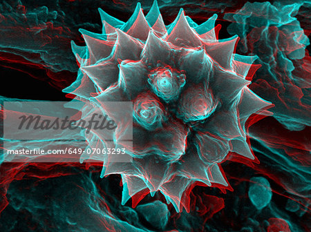 3D SEM image of chamomile pollen, 8 degree tilt