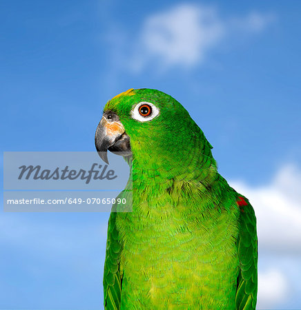 Amazon Parrot