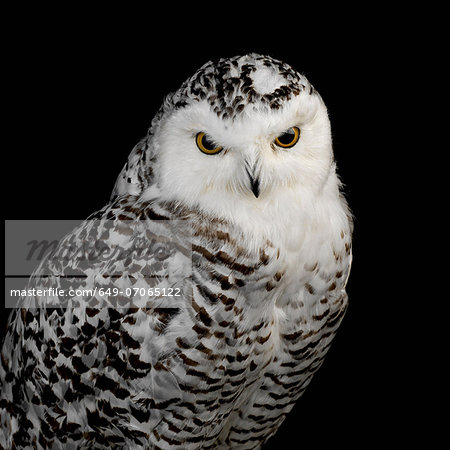 Snowy Owl