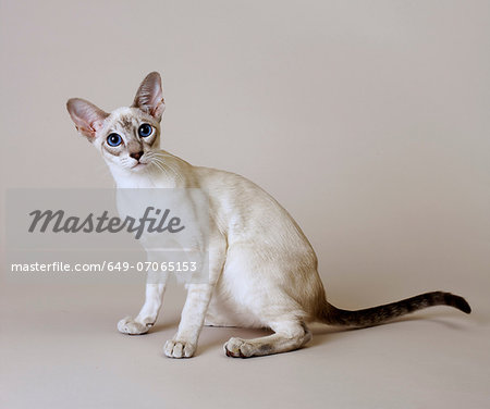 Siamese Blue Tabby Point Siamese Blue Tabby Point