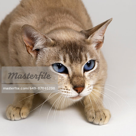 Tonkinese Blue Eyed Caramel crouching