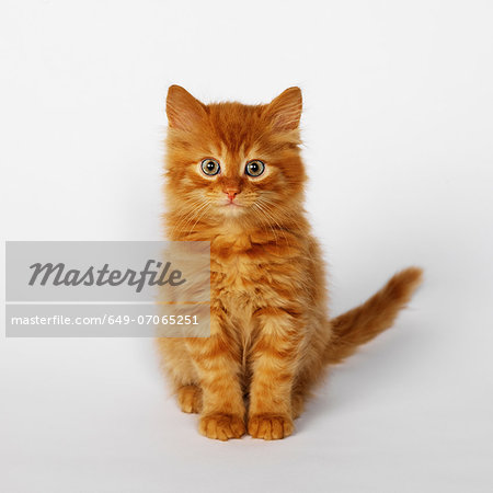 Portrait of ginger kitten