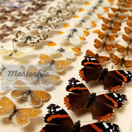 Collection of butterflies