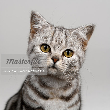 Young silver tabby cat Young silver tabby cat