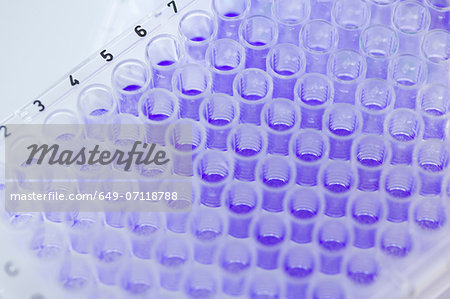 Close up of 96-well microtiter plate with crystal violet solution to examine toxicity Close up of 96-well microtiter plate with crystal violet solution to examine toxicity