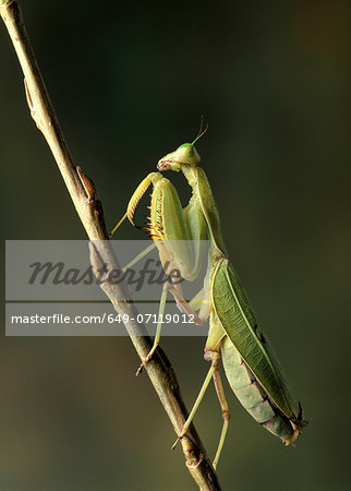 Praying Mantis on a branch