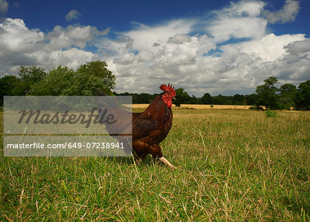 Free range chicken walking in field