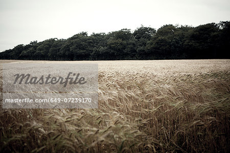 Wheat field in breeze