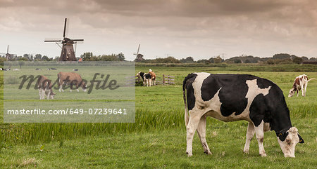 Cows grazing, Kinderdijk, Olanda, Amsterdam