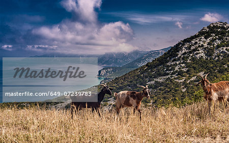 Goats on hill with sea in background, Arbus, Sardinia, Italy