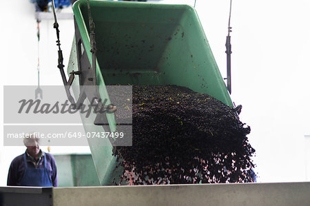 Worker watching as grapes are poured from container