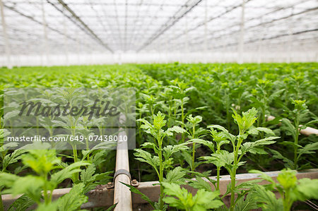 Rows of plants growing in greenhouse
