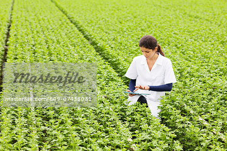 Scientist in rows of plants in greenhouse, holding digital tablet