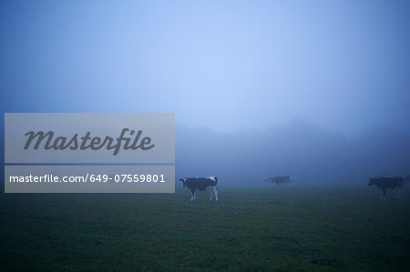 Misty field with grazing cows