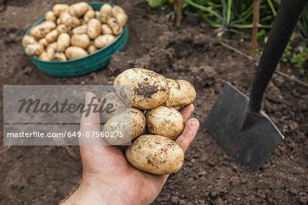 Mature man holding potatoes harvested from garden