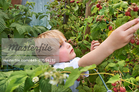 Boy berry-picking