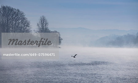 Silhouette of swan flying over Lake Maggiore, Stresa, Piemonte, Italy