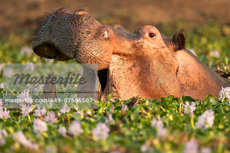 Hippopotamus / Hippo - Hippopotamus amphibius - in a waterhole filled with river hyacinths in flower,  Mana Pools National Park, Zimbabwe, Africa