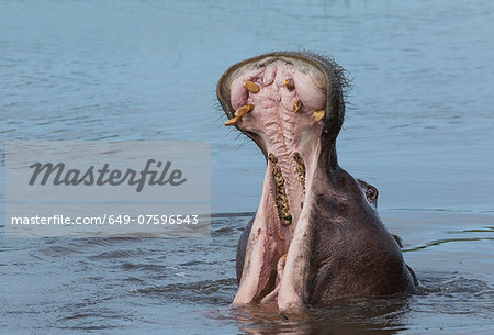 Yawning Hippo (Hippopotamus amphibius)