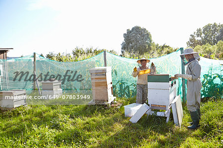 Two female beekeepers working on city allotment Two female beekeepers working on city allotment
