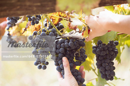 Close up of young womans hands cutting grapes from vine, Premosello, Verbania, Piemonte, Italy Close up of young womans hands cutting grapes from vine, Premosello, Verbania, Piemonte, Italy