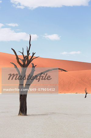 Dead tree on clay pan, Deaddvlei, Sossusvlei National Park, Namibia