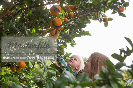 Mother holding up toddler daughter to harvest oranges from garden tree