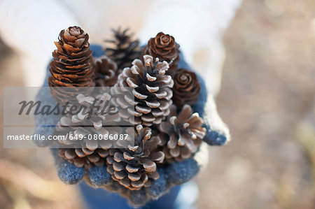 Hands of mature woman holding pine cones in forest