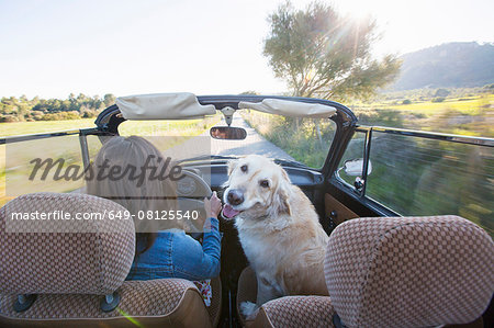 Mature woman and dog, in convertible car, rear view