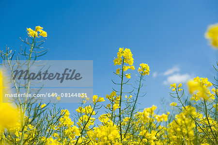 Detail of yellow oil seed rape plants and blue sky