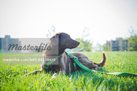 Portrait of dog looking over its shoulder in park