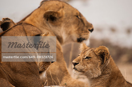 Alert lion cub and lionesses, Masai Mara, Kenya