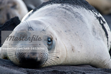 Surface portrait of northern elephant seal on beach at Guadalupe Island, Mexico