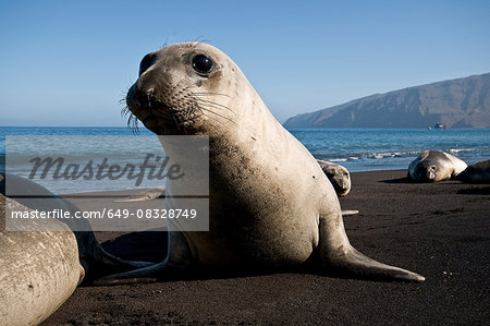 Surface level portrait of northern elephant seal on beach at Guadalupe Island, Mexico