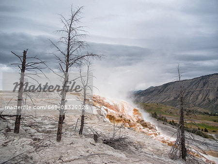 Mammoth hot springs and terraces of calcium carbon deposit, Yellowstone National Park, Wyoming, USA