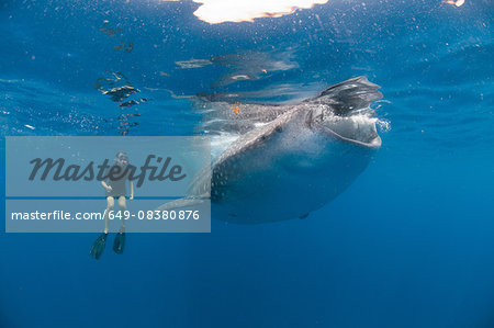 Underwater view of snorkeler watching whale shark feeding, Isla Mujeres, Quintana Roo, Mexico