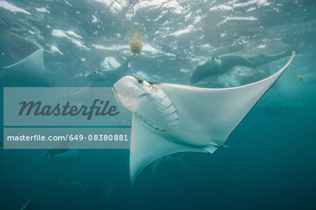 Underwater view of mobula rays gathering for migration around the Yucatan Peninsula, Contoy Island, Quintana Roo, Mexico