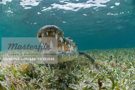 Underwater front view of crocodile on seagrass, open mouthed showing teeth, Chinchorro Atoll, Quintana Roo, Mexico