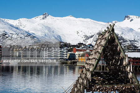 Cod fish drying on waterfront rack, Svolvaer, Lofoten Islands, Norway