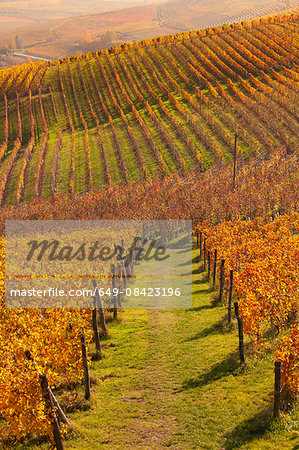 Rows of autumn vineyards, Langhe, Piedmont, Italy Rows of autumn vineyards, Langhe, Piedmont, Italy