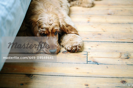 Puppy lying on wooden floor