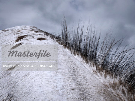 Close up of horse's mane