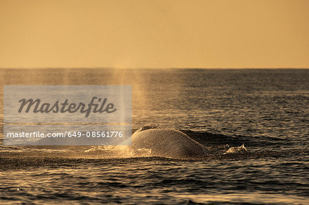 Fin whale blowing water