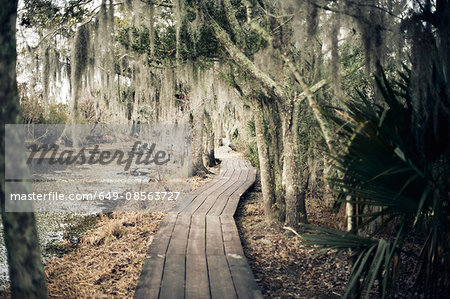 Walkway through swamp, New Orleans, Louisiana, USA