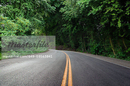 Curving road in forest