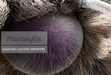 Eye of an owlet moth, micrograph